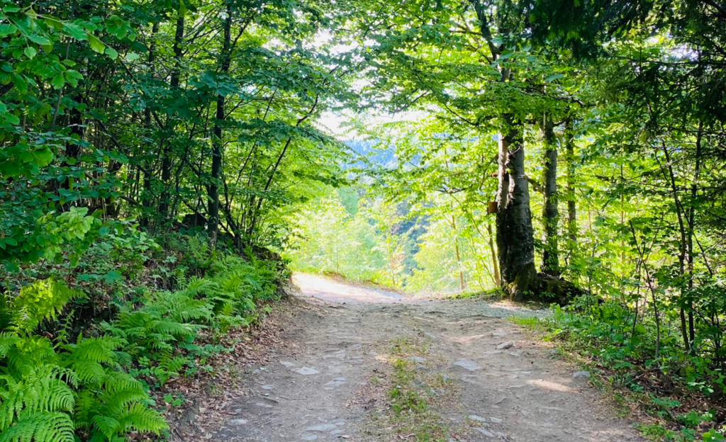 Dlaczego wybraliśmy Beskidy – i stworzyliśmy tu domki do prawdziwego wypoczynku?
